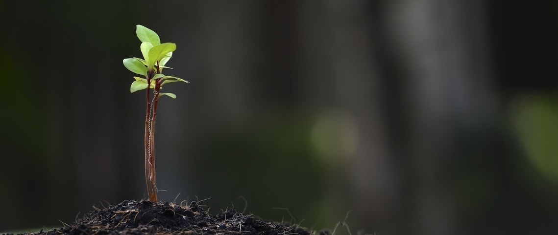 earthquake prevention sprout in forest