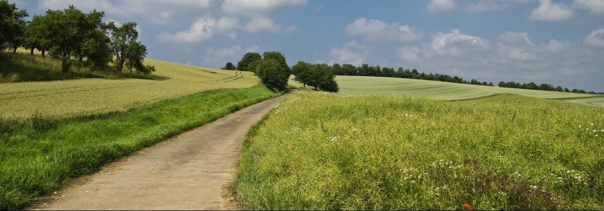 Paisaje con hierba, árboles y un camino