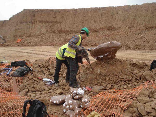 excavación de fósiles